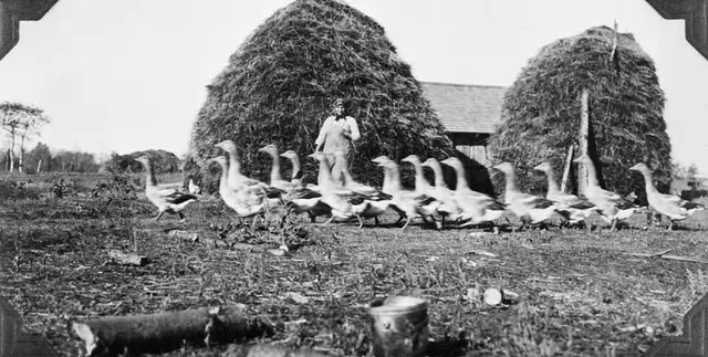 Mrs. Linger with her flock of geese